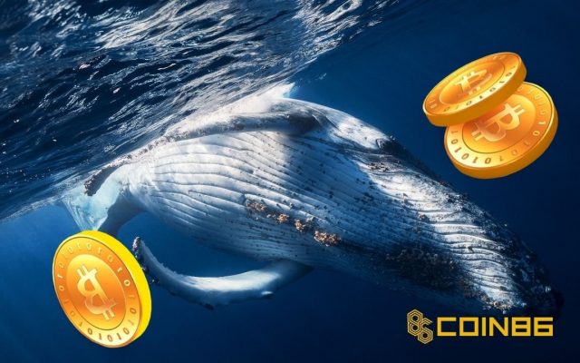 Cá voi hoạt động ví Bitcoin trở lại