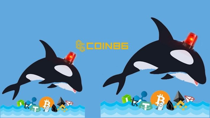 Cá voi di chuyển 4,8 tỷ USD Bitcoin