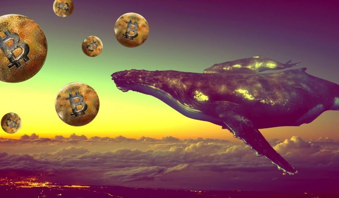 Lại một cá voi gom 13 triệu USD Bitcoin tại 40.5000 USD